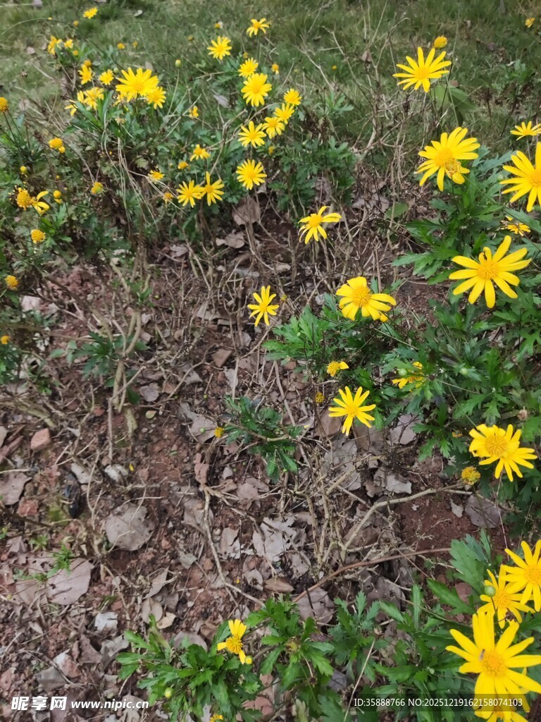 草地中的黄色小花绽放