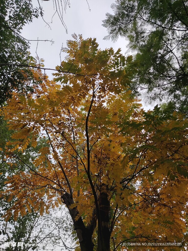 秋日金黄树叶的树木景致