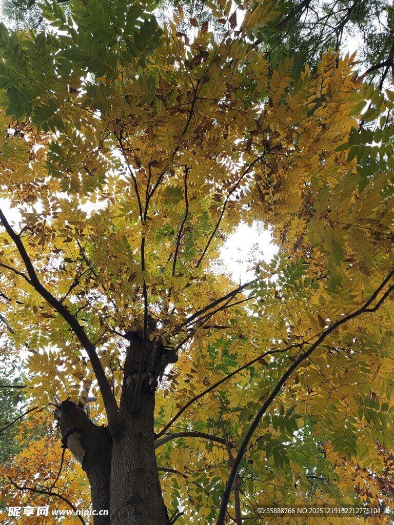 秋日银杏树枝干与阳光