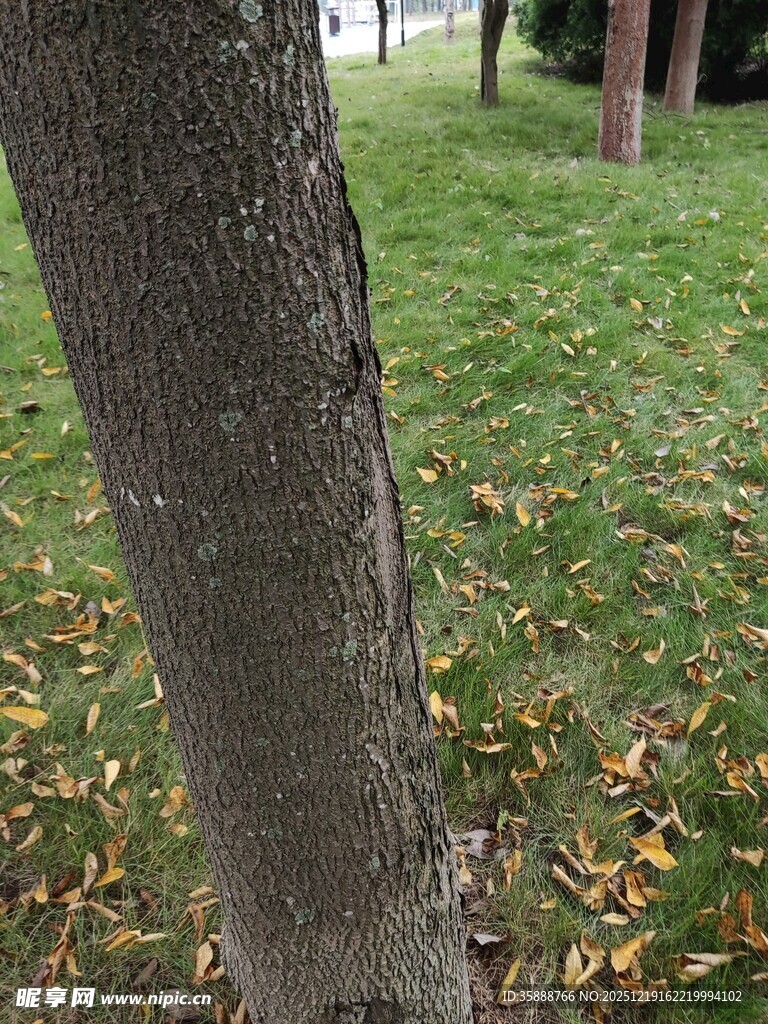 树干下的草地与落叶