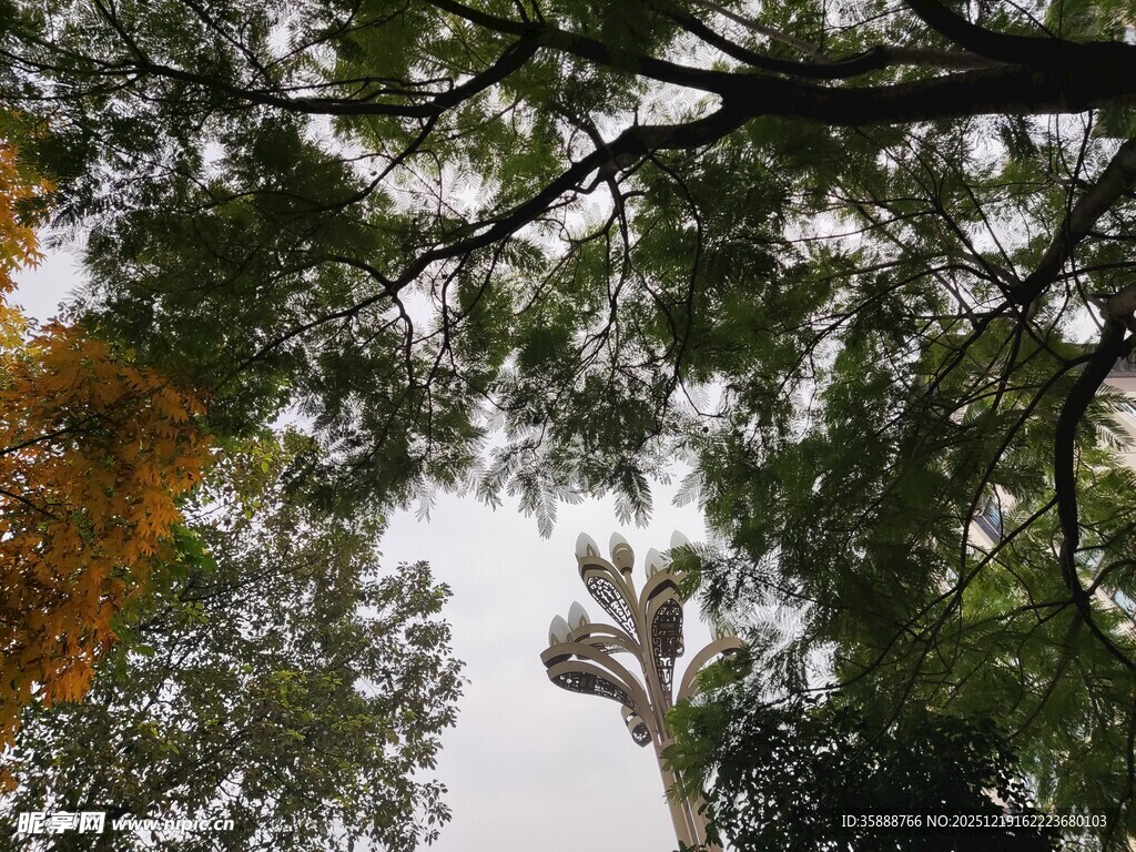 仰视林间树木景象