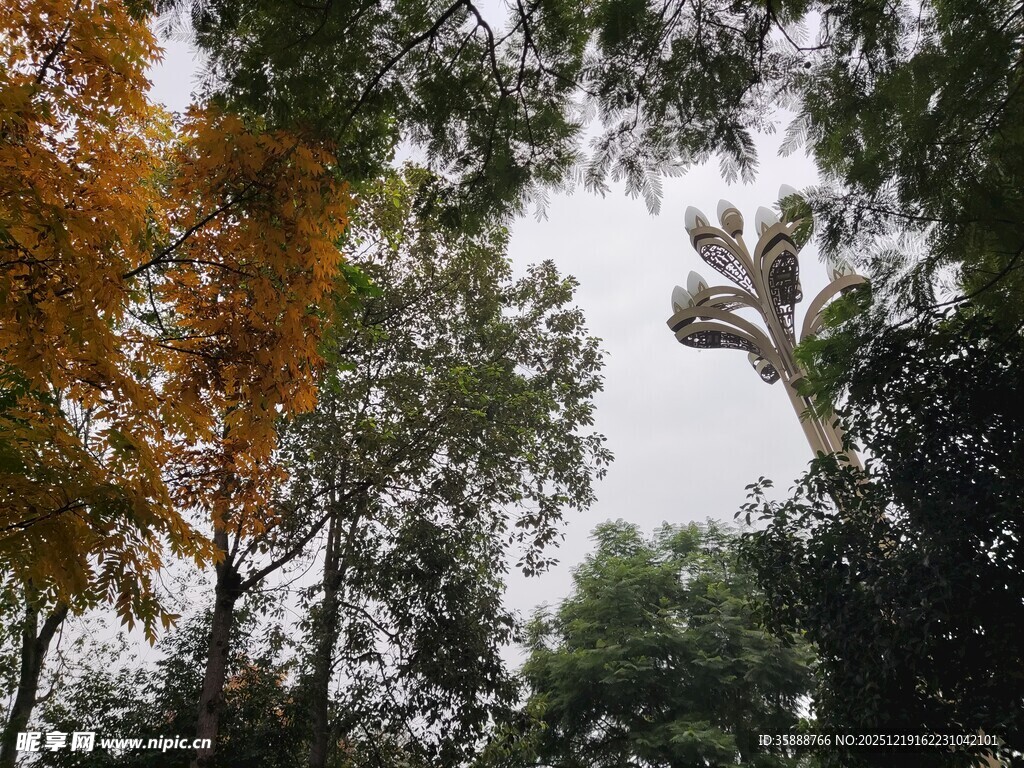 秋日林间树木景观