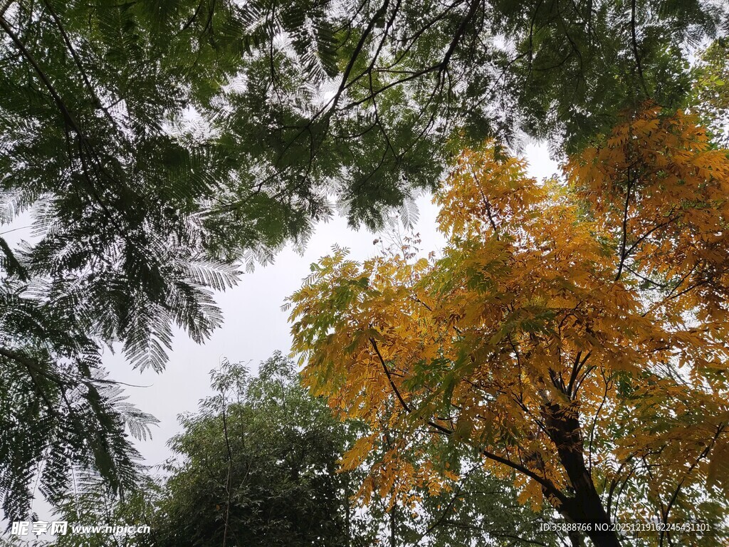 秋日林间斑斓树冠景色