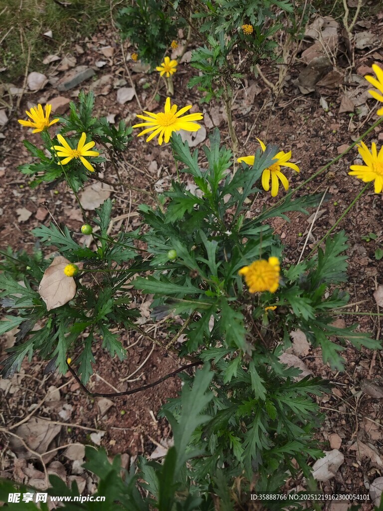 林间绽放的黄色小花
