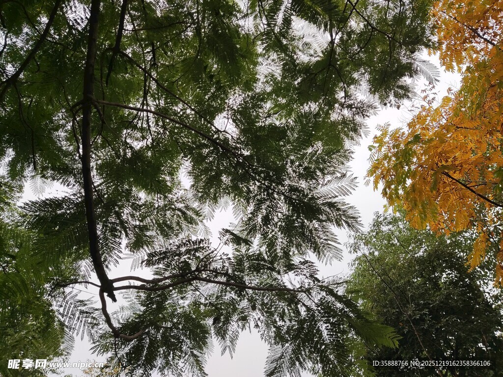 林间树梢秋意初显