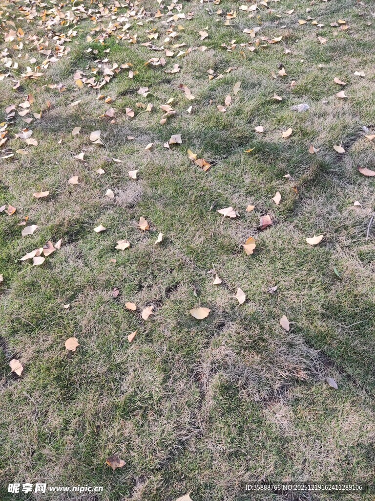 地面散落的蘑菇