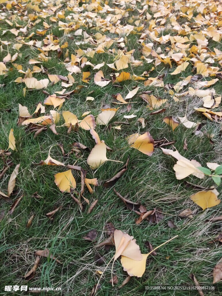 秋日草地银杏落叶美景