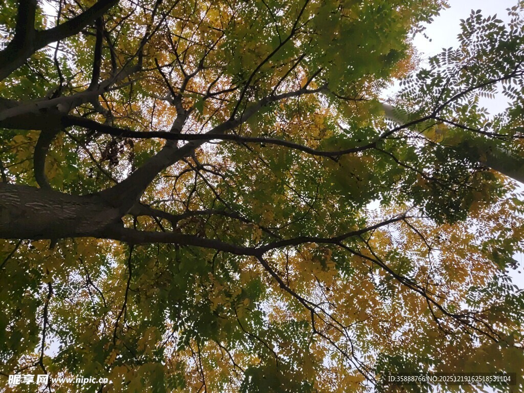 仰视秋日斑斓树枝景