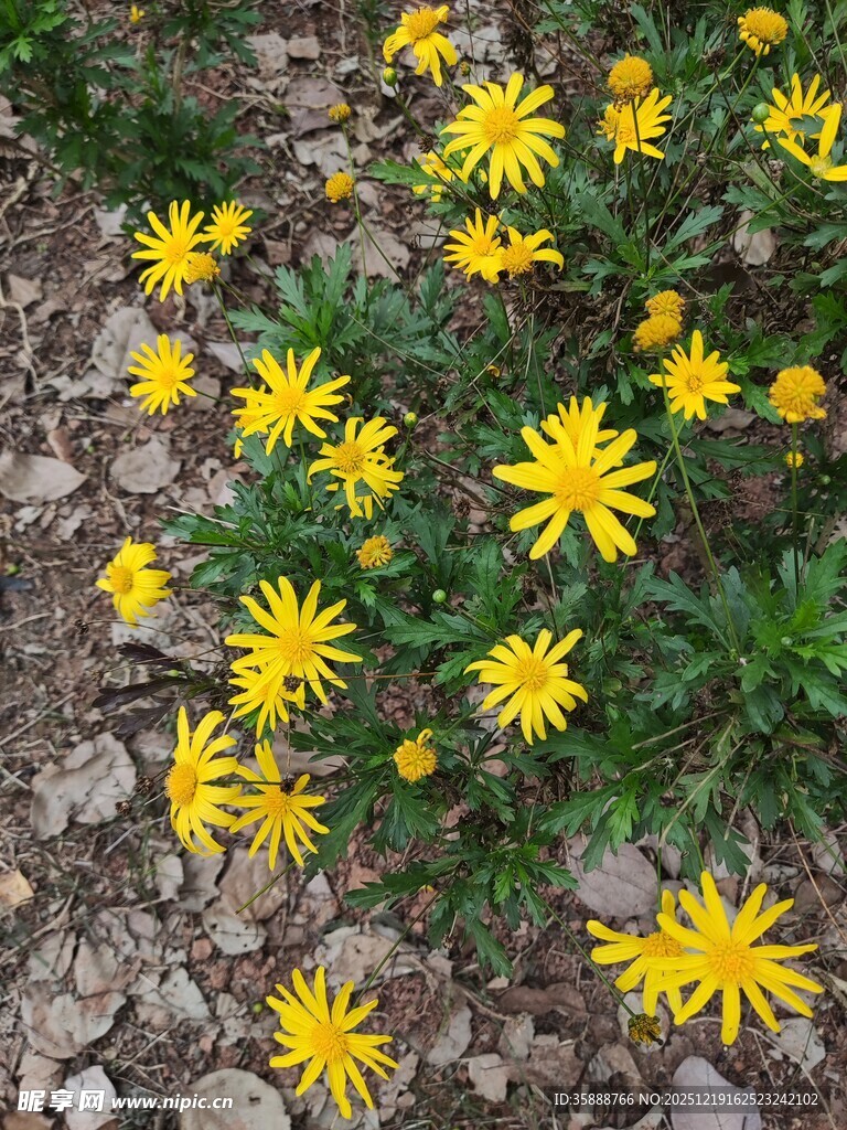 地面绽放的黄色小花