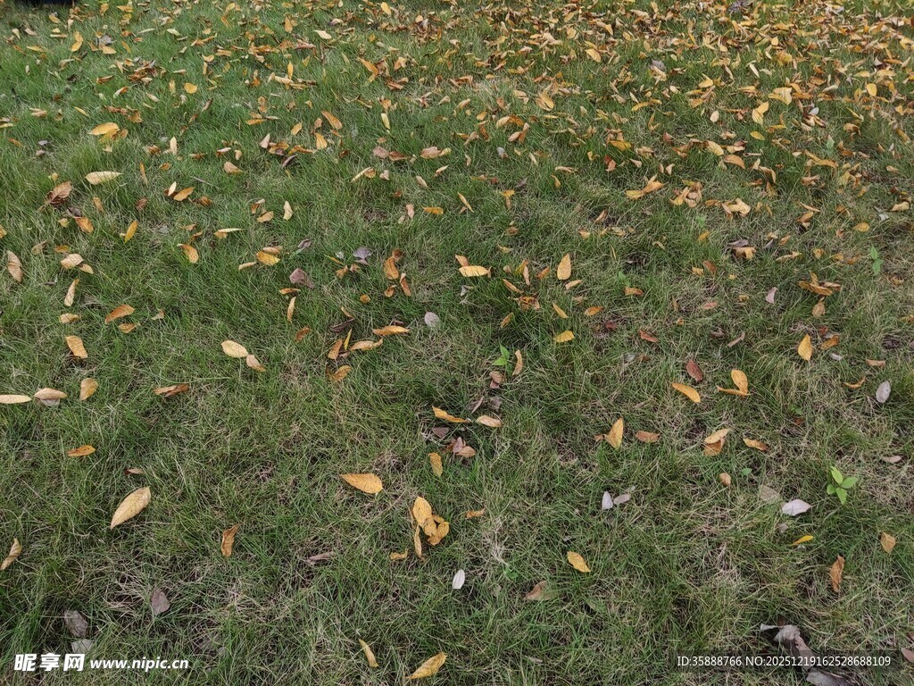 草地散落枯黄树叶