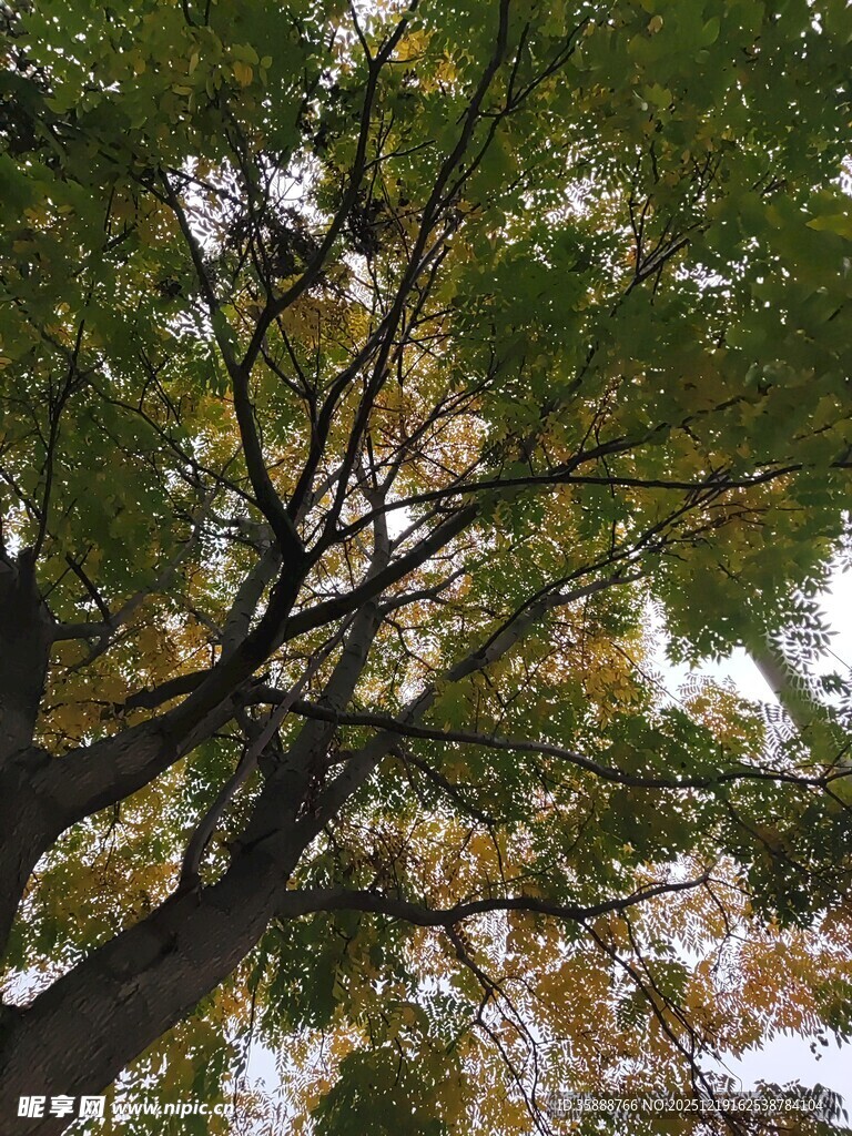 仰视繁茂树木枝叶景观