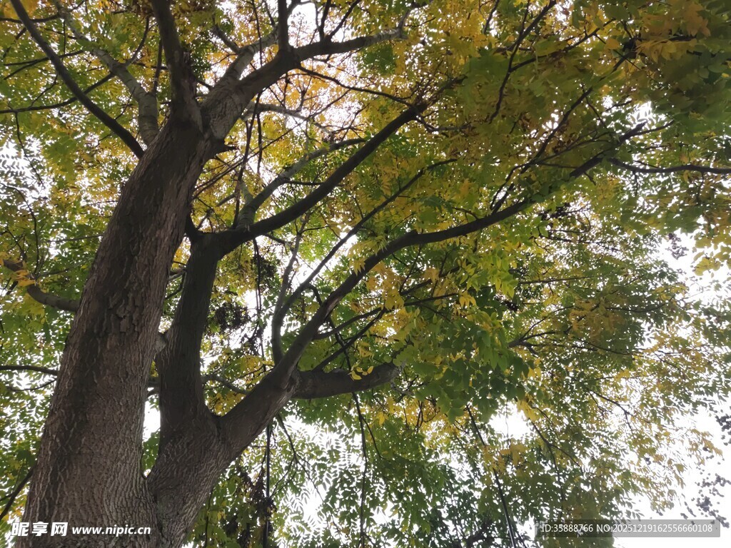 秋日挺拔大树枝叶繁茂