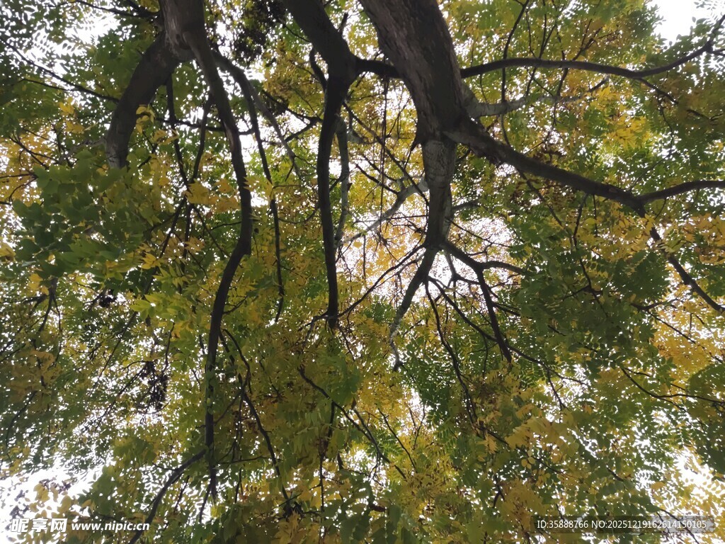 仰视繁茂树枝与树叶