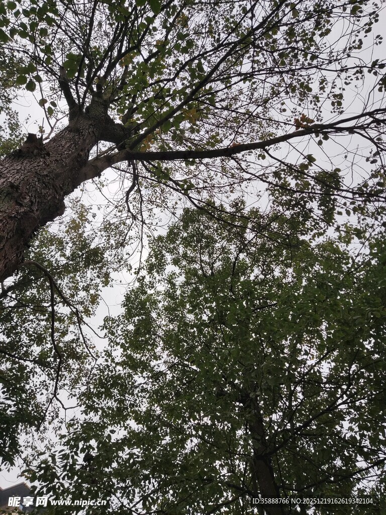 仰视繁茂树木枝叶景观