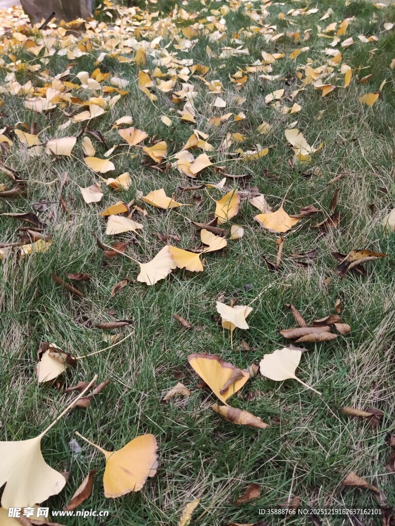 草地上的金黄落叶
