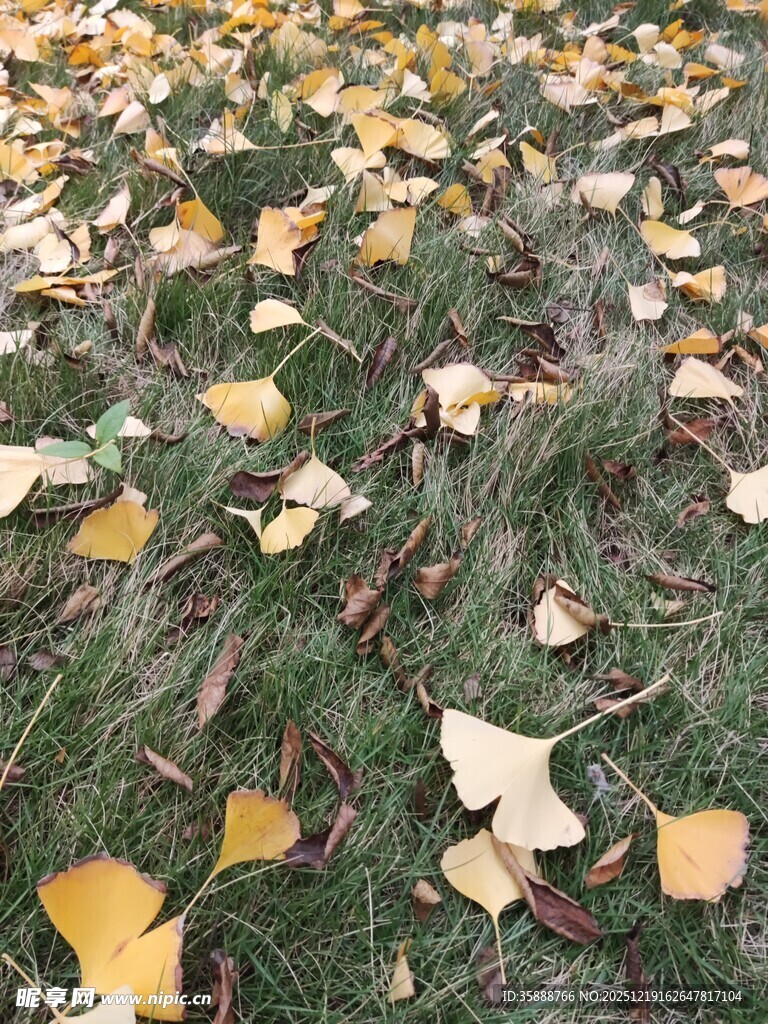 银杏落叶铺就秋日美景