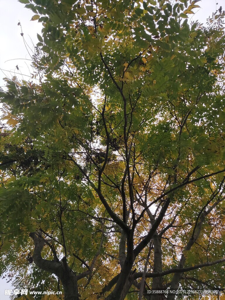 秋日繁茂树木景观