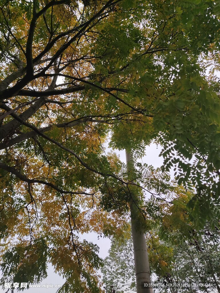 秋日树梢间的斑驳光影