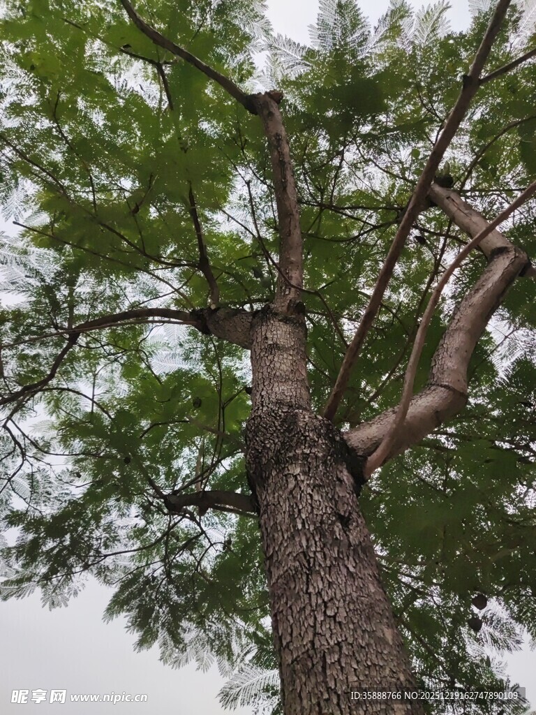 仰视高大繁茂的树木