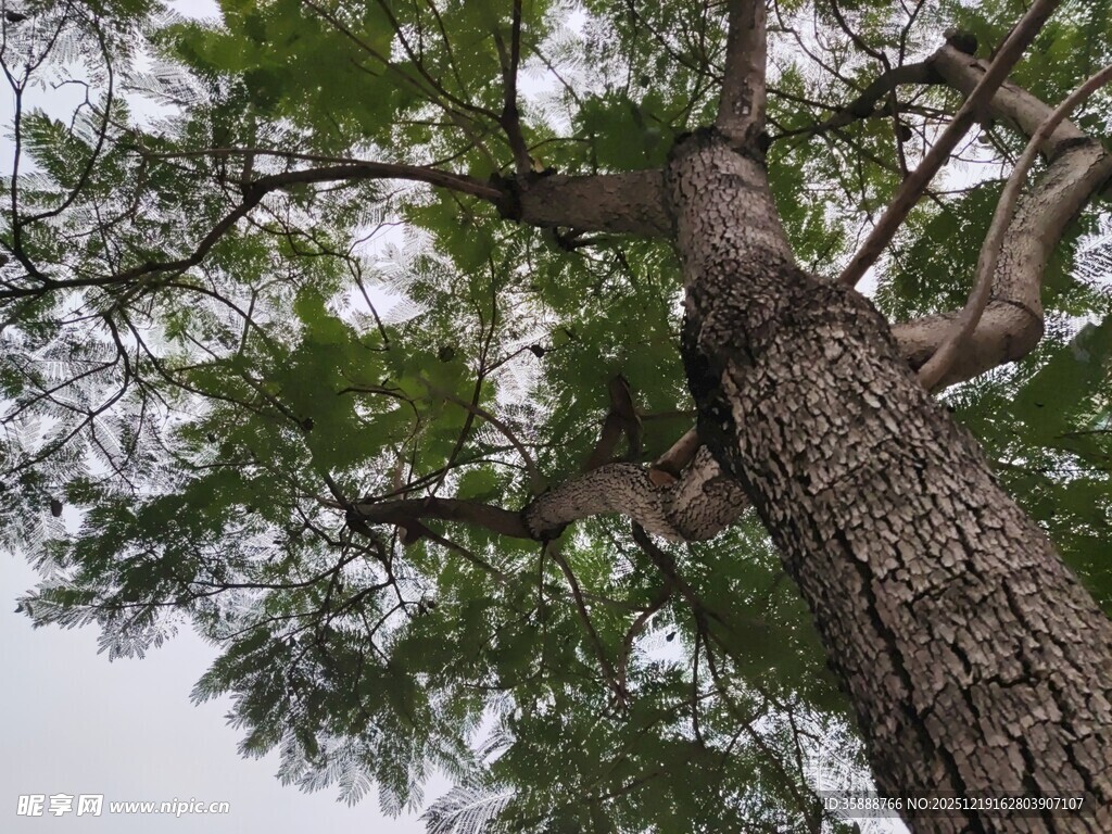 仰视下的粗壮松树树干
