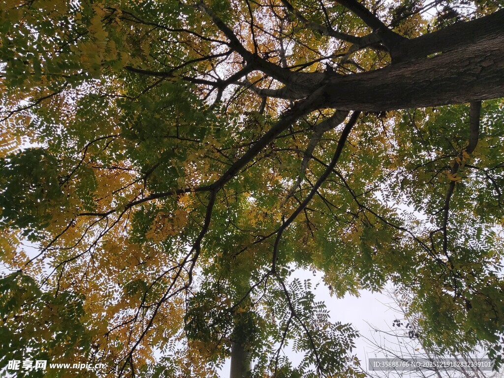 仰视秋日繁茂树木枝叶