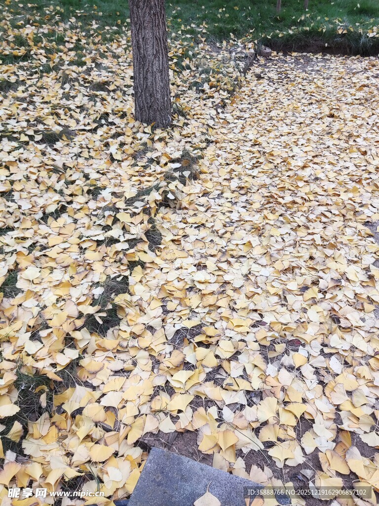银杏落叶铺满地面的美景