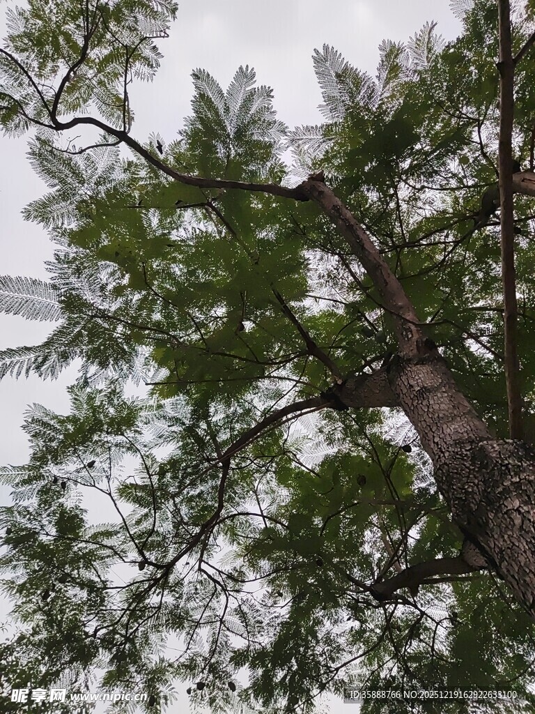 仰视视角下的繁茂松树