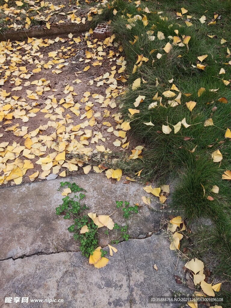 秋日落叶小径静谧景致