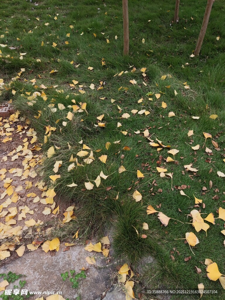 落叶铺地的林间景致