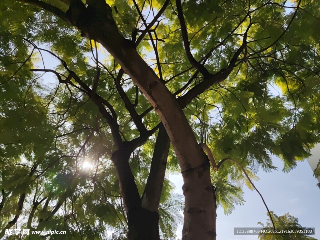 阳光透过枝叶的繁茂树木