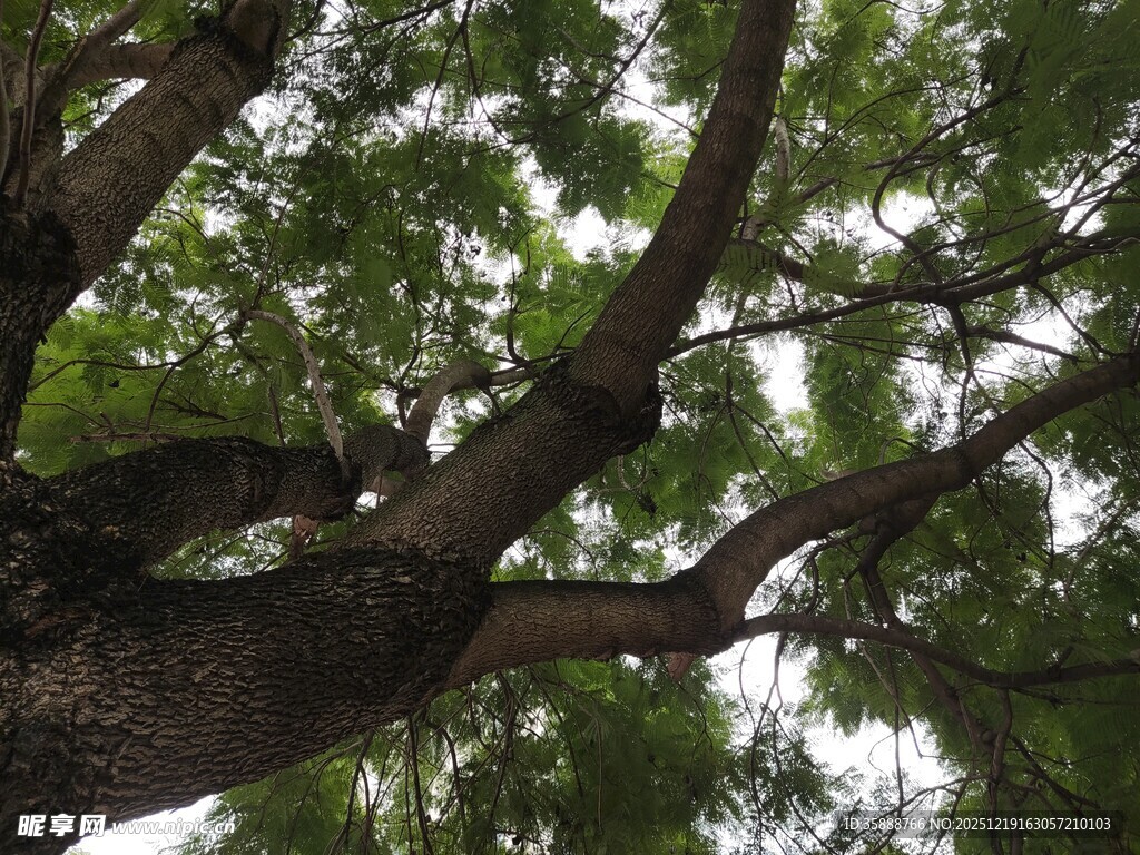 仰视繁茂大树枝叶