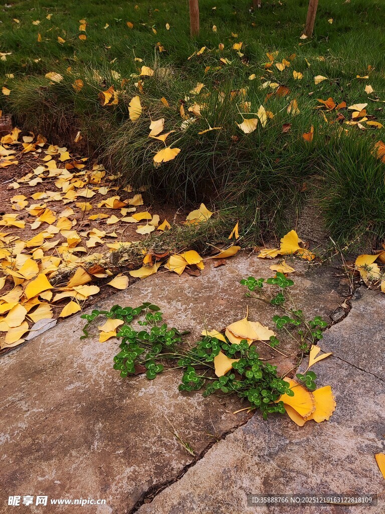 石板上的金黄落叶与绿植