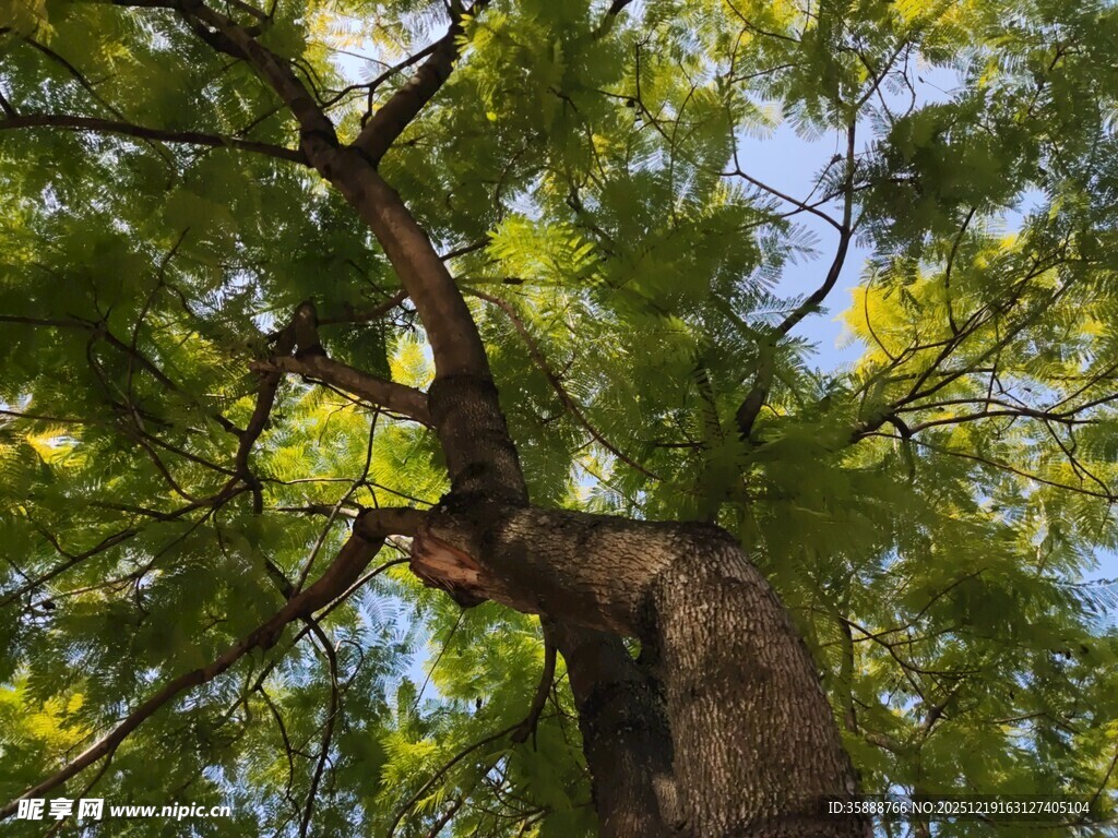 仰视葱郁大树树冠