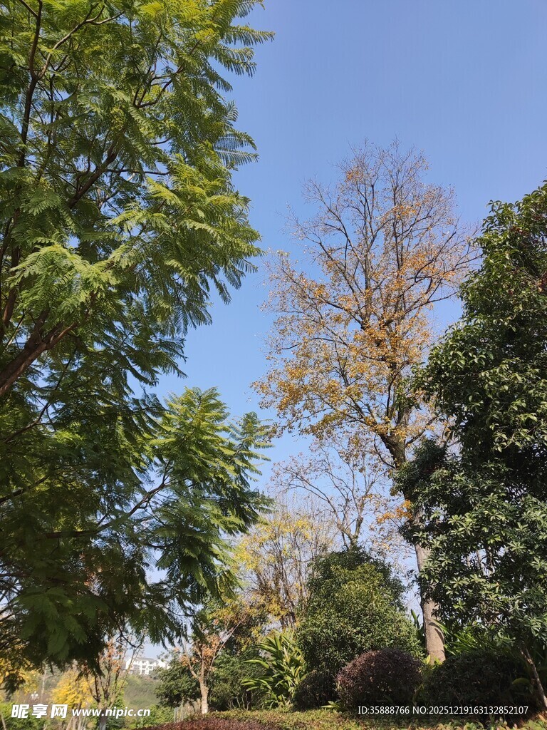 林间美景阳光洒落绿意浓