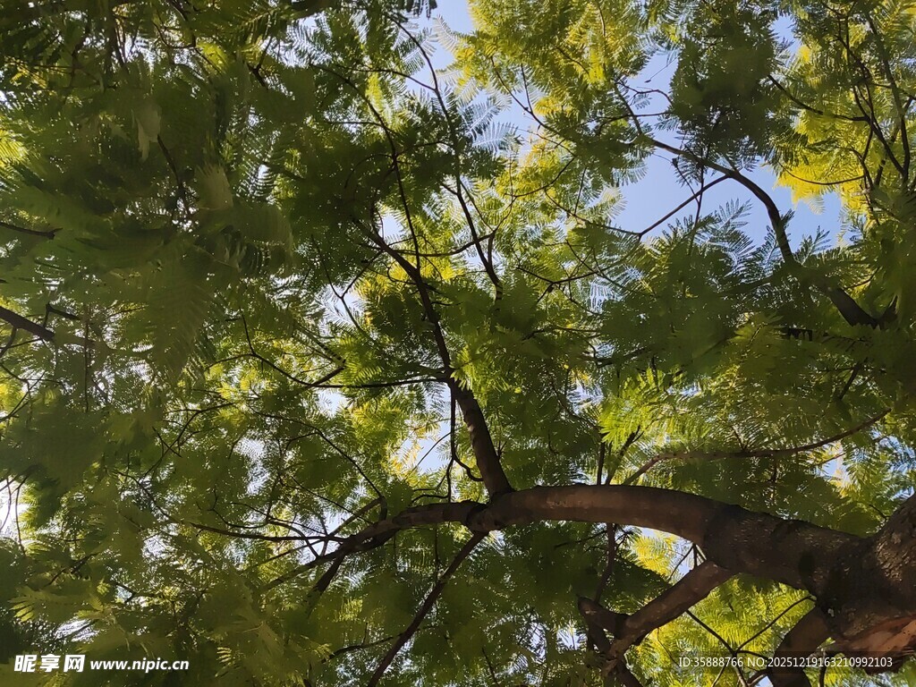 仰视茂密枝叶的翠绿树冠