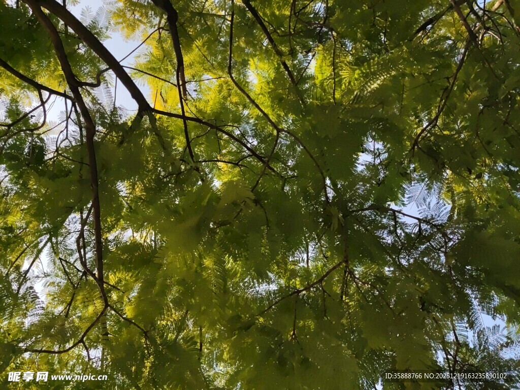绿荫繁茂的树枝景观