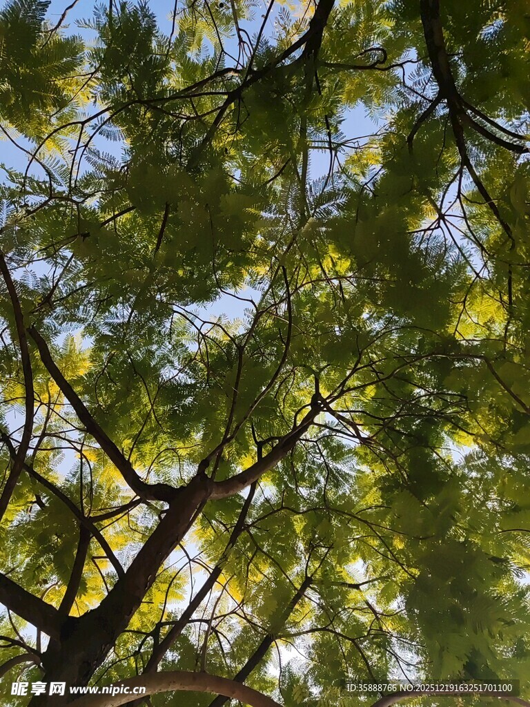 茂密枝叶间的蓝天一角