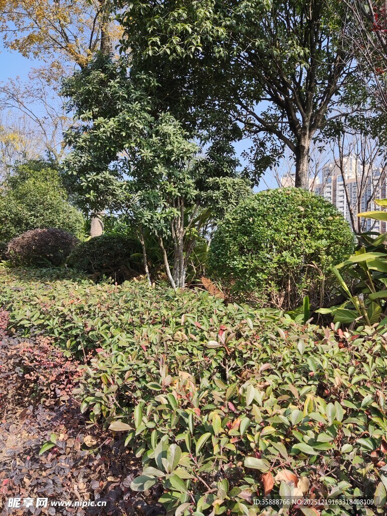 秋日园林绿植景观