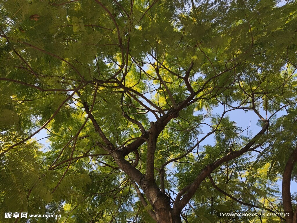 阳光下的繁茂树枝