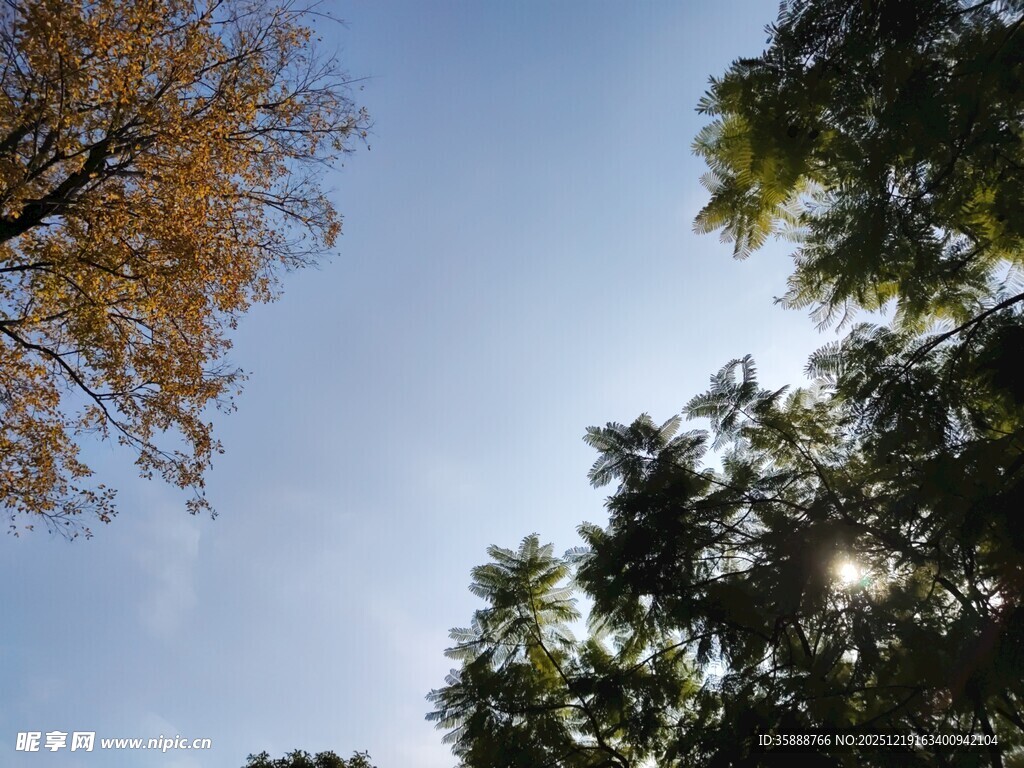 秋日林间阳光与树木景致