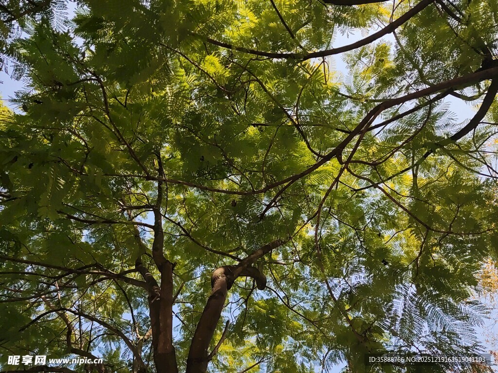 阳光下的繁茂树枝