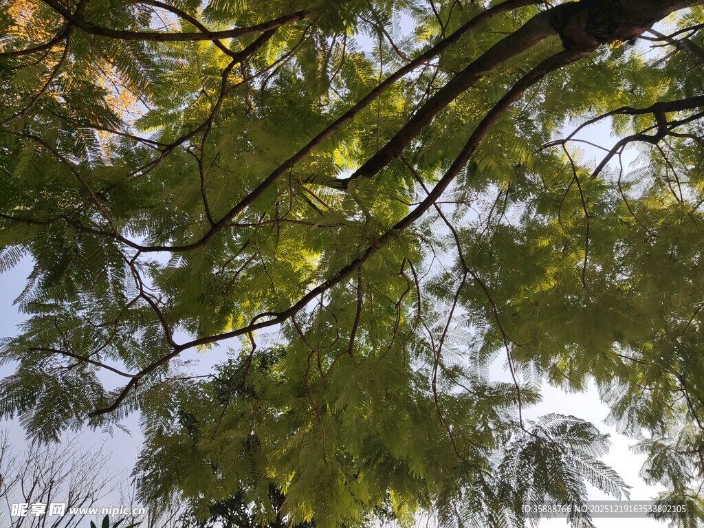 仰视翠绿繁茂的树枝
