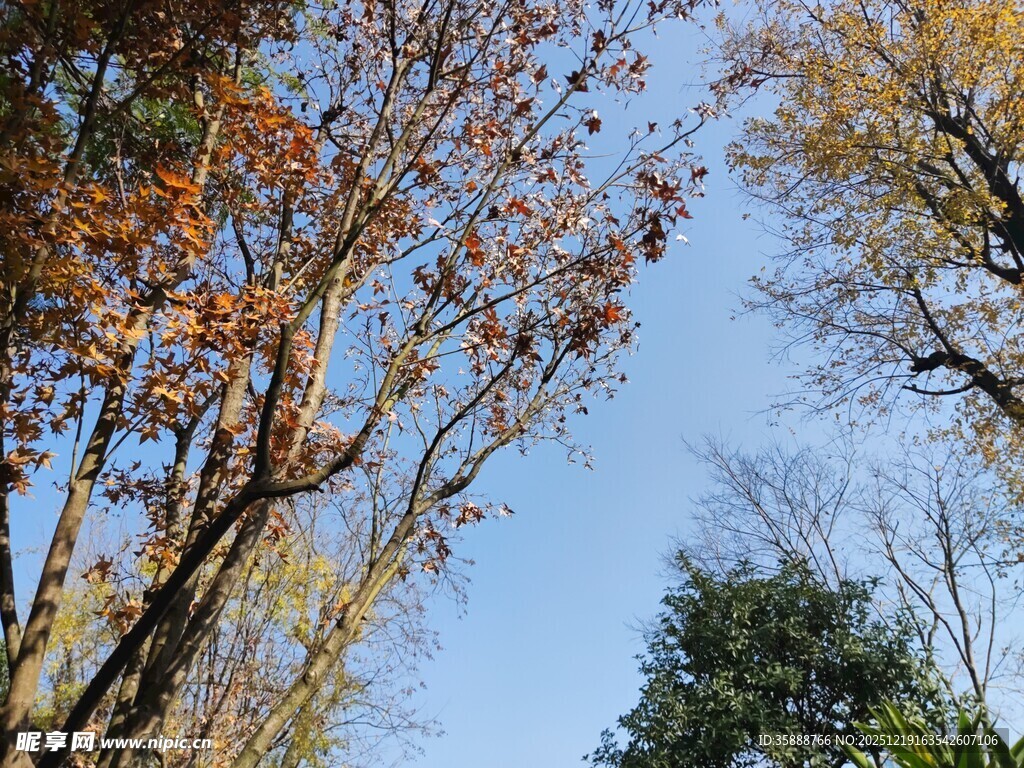 秋日树梢与蓝天