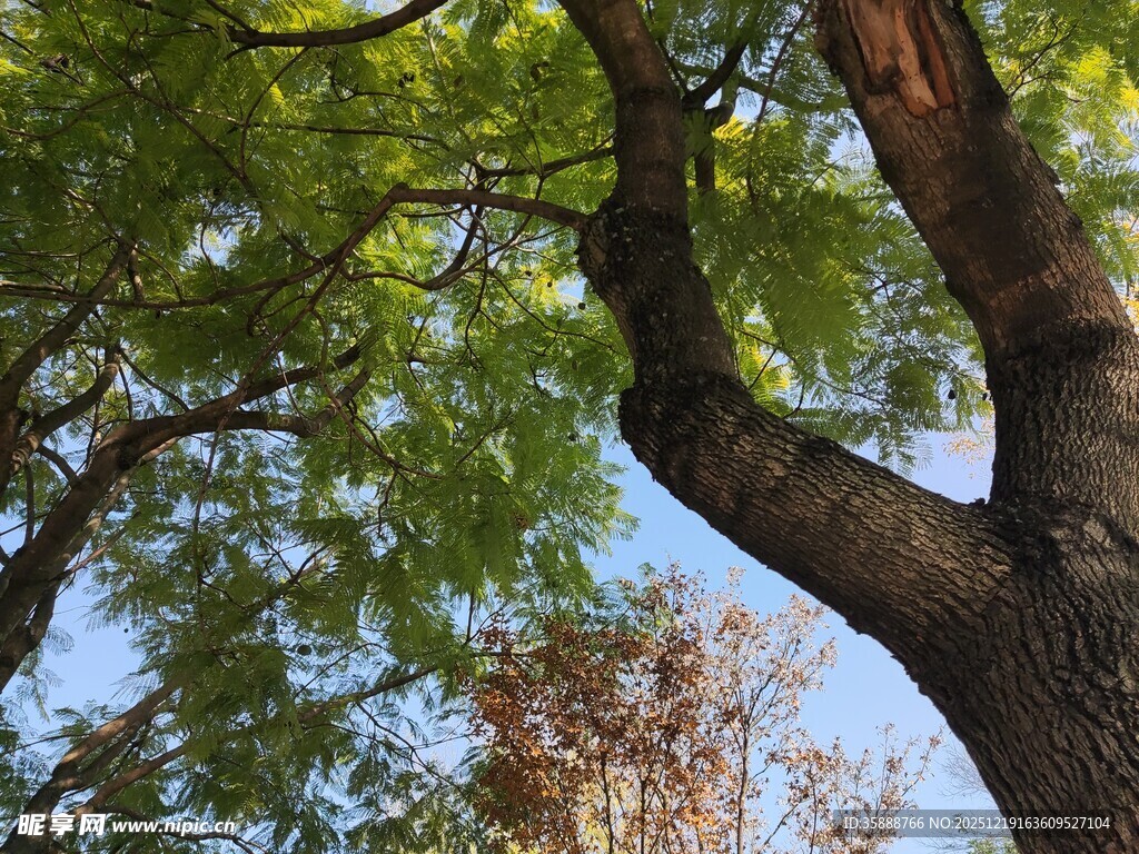 繁茂大树与蓝天相映成趣