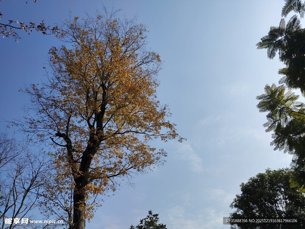 秋日挺拔黄叶树