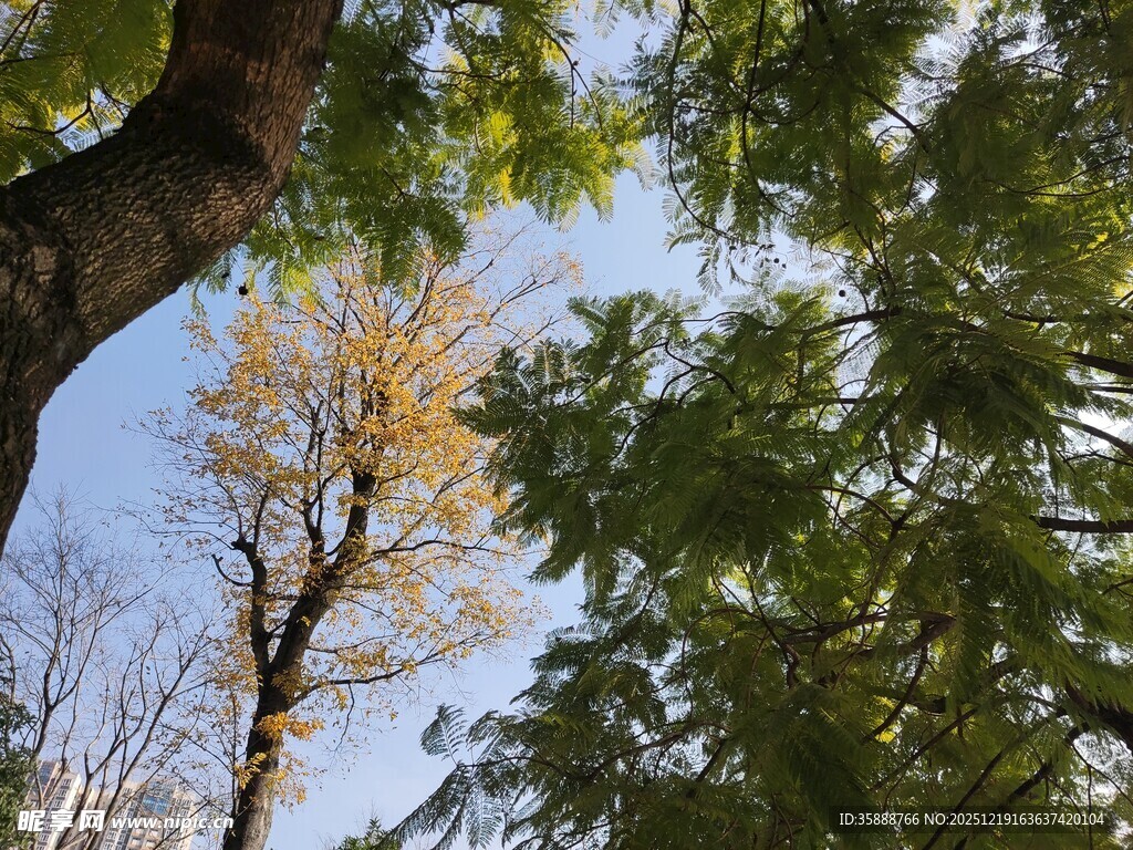 秋日林间树梢景致