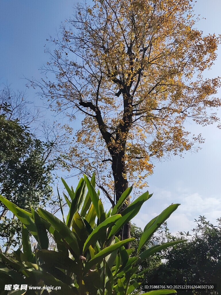 秋日孤树与翠绿植物