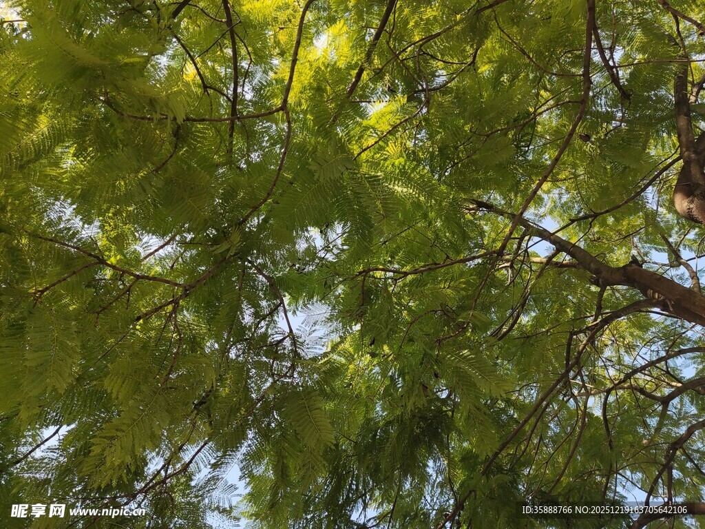仰视茂密翠绿树冠
