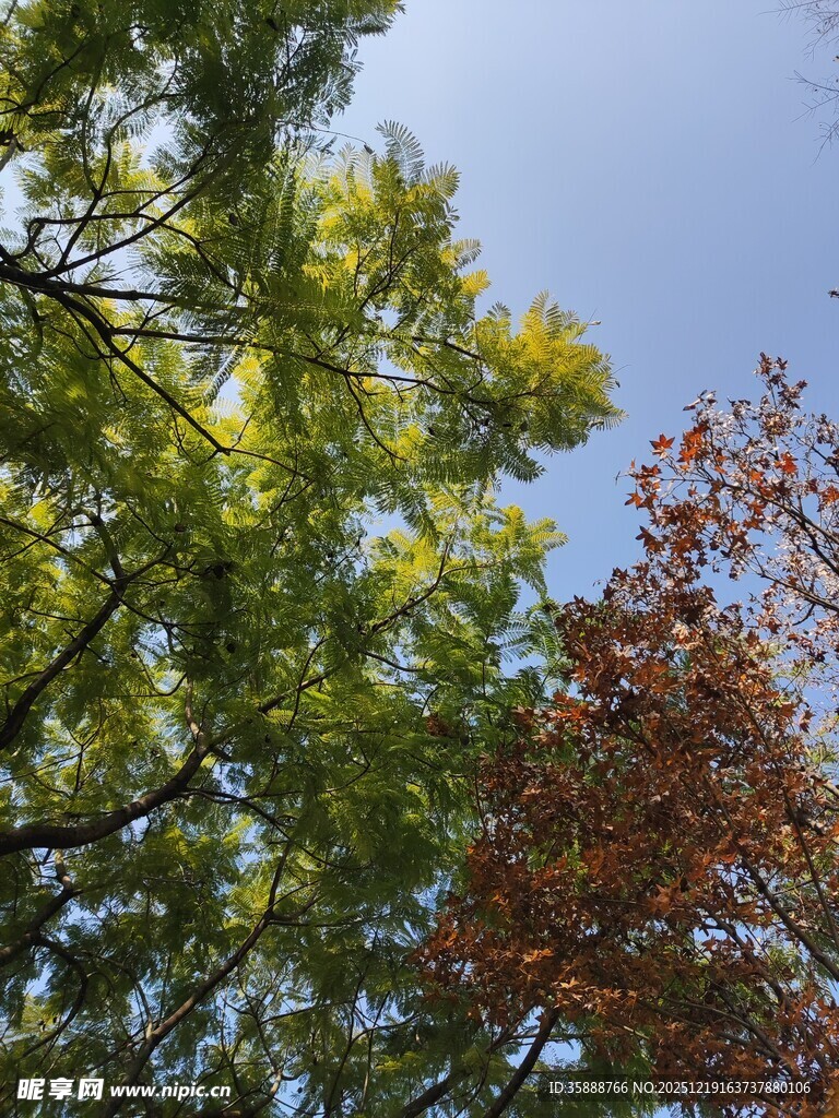 仰观绿树红叶映蓝天