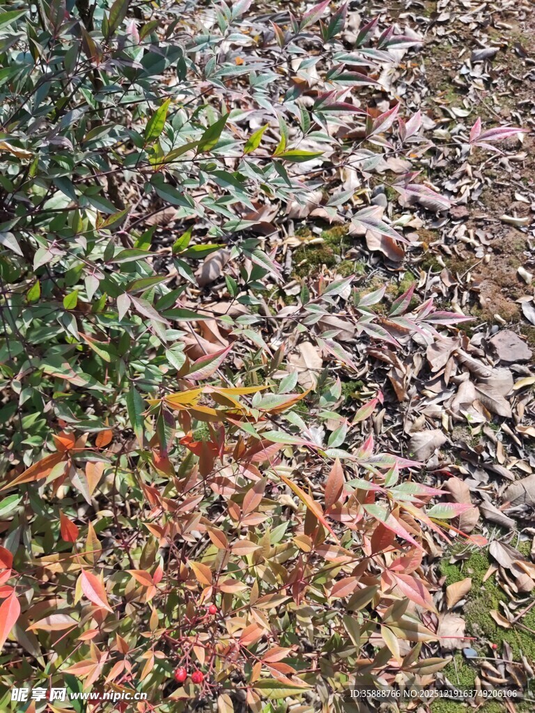 秋日落叶覆盖的地面景观